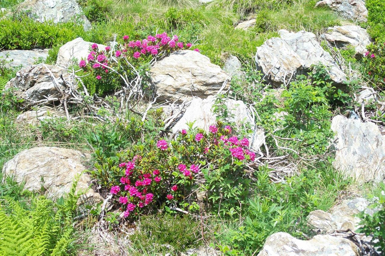 בית הארחה קוליו 	Agriturismo Cornei Da Nadia מראה חיצוני תמונה